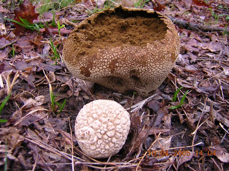 Lycoperdon utriforme Bull.